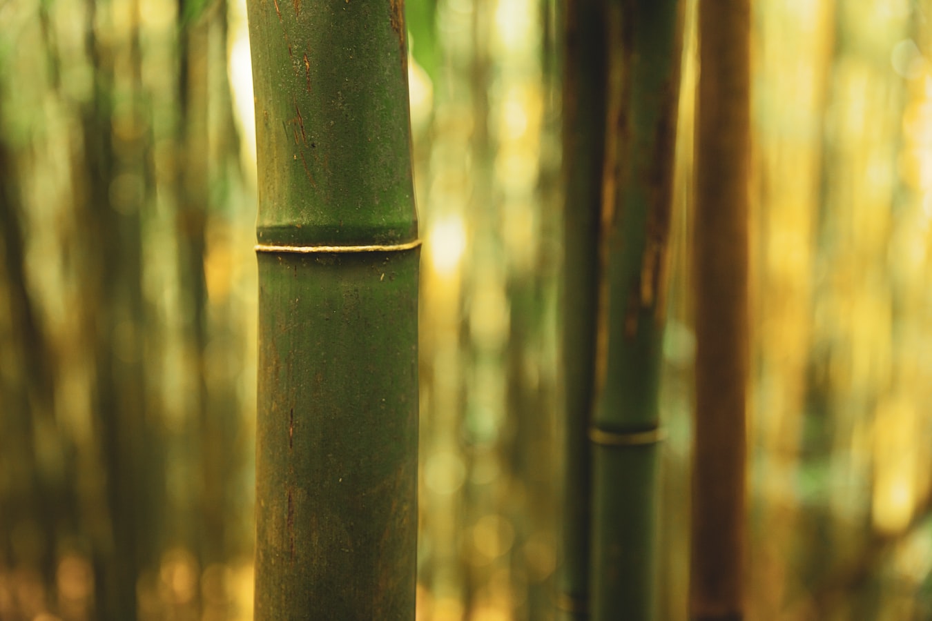 Bamboo